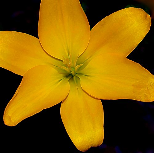 Yellow lily 1 DSC_0014 cropped small