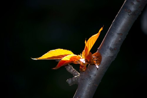Early Spring DSC_0016 cropped small