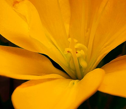Lilies 3 DSC_0026 cropped small