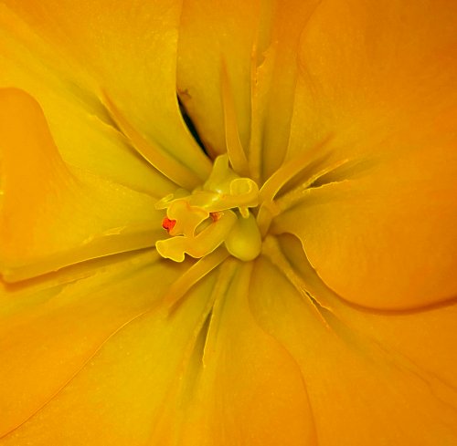 Lilies 4 DSC_0057 cropped small