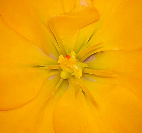 Yellow lily 2 DSC_0065 cropped small 3