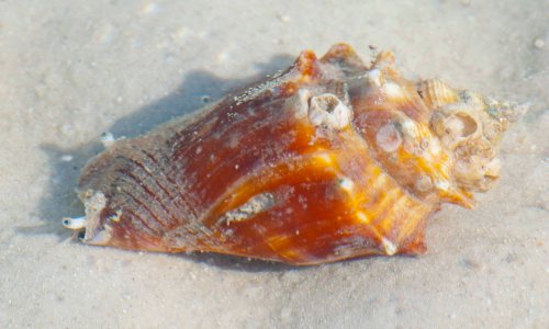 DSC_0070 cropped small