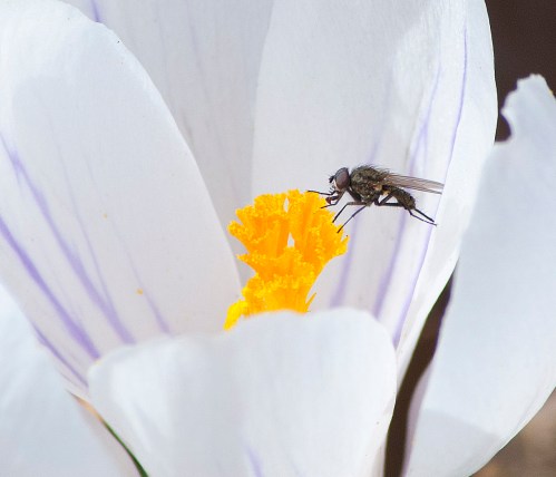 Fly on crocus Fly on crocus