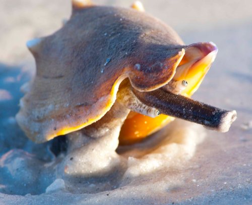 DSC_0224 cropped small