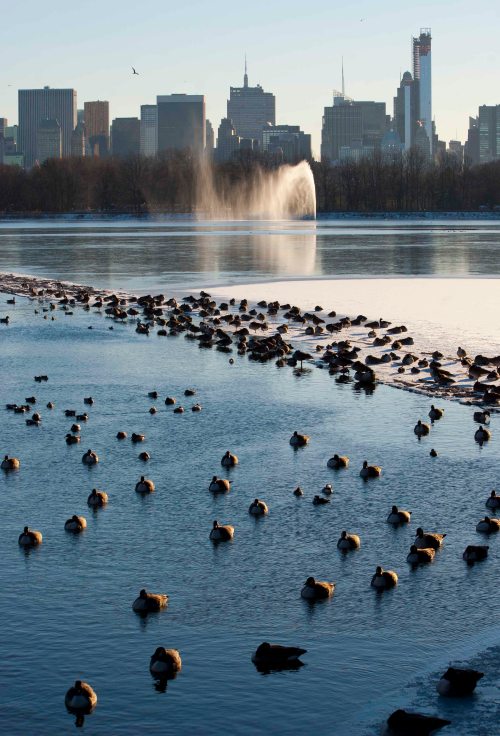 DSC_0010 cropped small