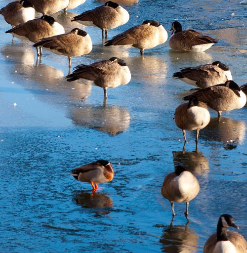 DSC_0025 cropped small