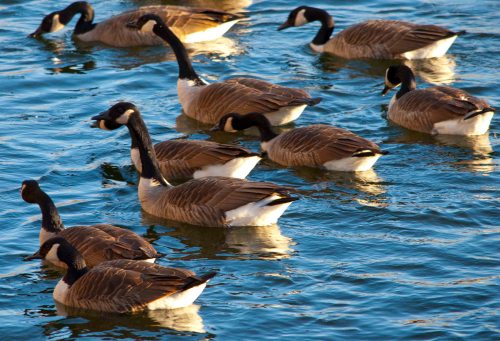 DSC_0042 cropped small