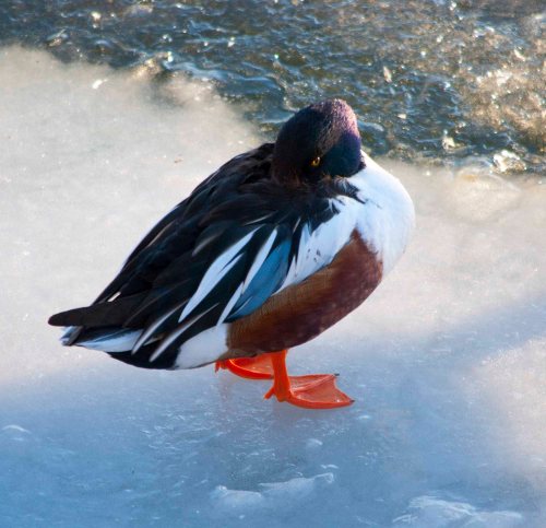 DSC_0071 cropped small