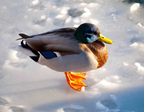 DSC_0074 cropped small