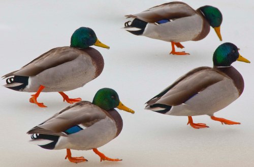 Ducks 1 DSC_0113 cropped small 2