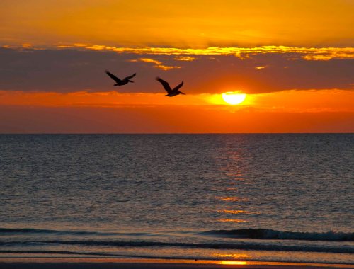 Evening flight DSC_0291 cropped small