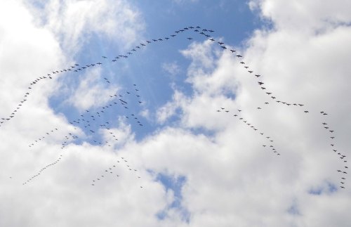 Canada geese IMGP0527 cropped small