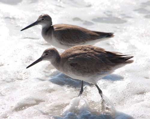 Willets (?) 1 DSC_0043 cropped small