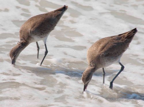 Willets 2 DSC_0051 cropped small