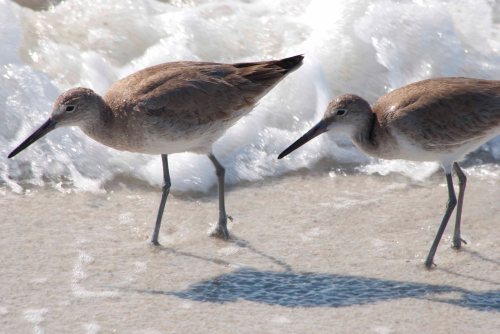Willets 5 DSC_0058 cropped small