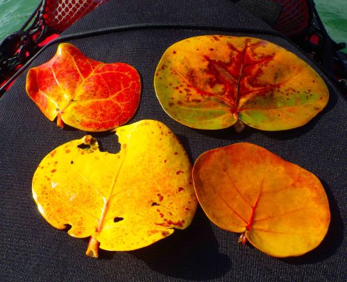 IMGP0725 cropped small