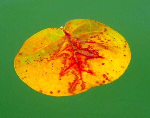 IMGP0730 cropped small