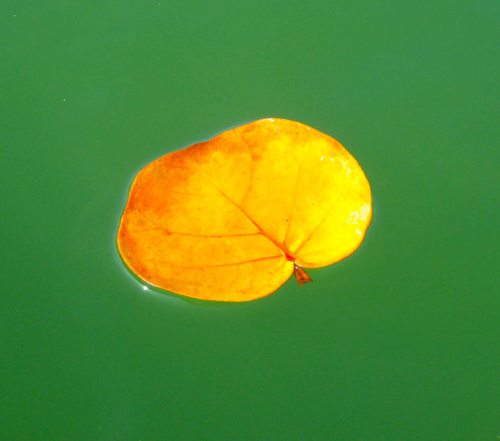 IMGP0731 cropped small