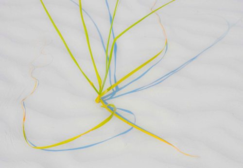 DSC_0008 cropped small