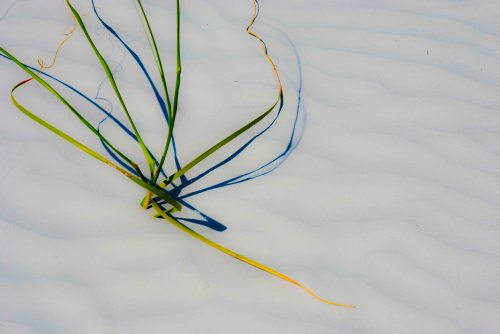 DSC_0010 cropped small