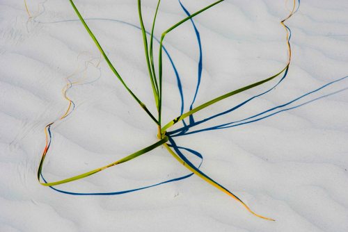 DSC_0014 cropped small