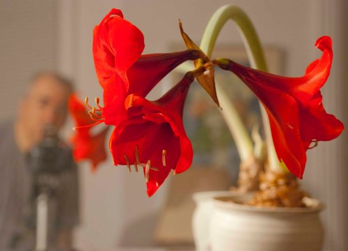 Photographing amaryllis DSC_0105 cropped small 2