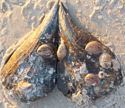 DSC_0655 cropped small