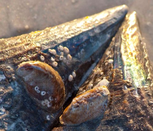 DSC_0663 cropped small 2