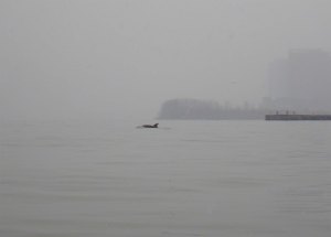 There it is!! IMGP1004 cropped small