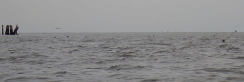 Seal heads all around IMGP1248 cropped small