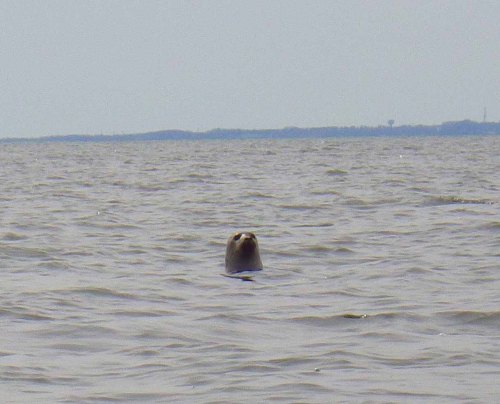 Seals 4 IMGP1300 cropped small