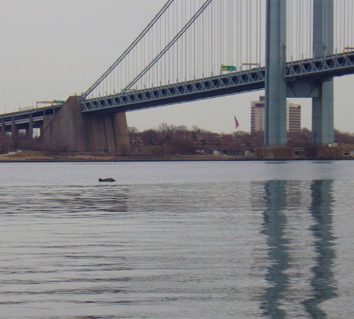 Porpoise 1 IMGP1369 cropped small