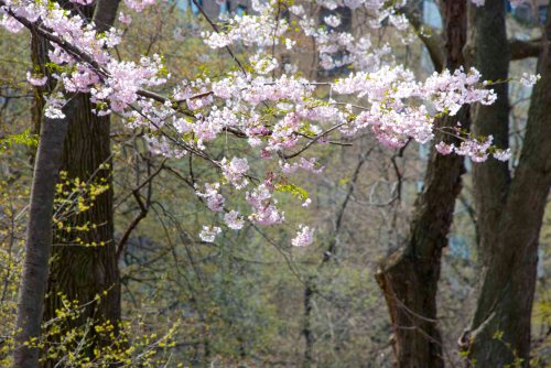 DSC_0194 cropped small