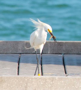 DSC_0315 cropped small