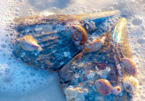 DSC_0686 cropped small