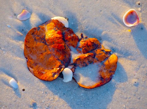 DSC_0711 cropped small