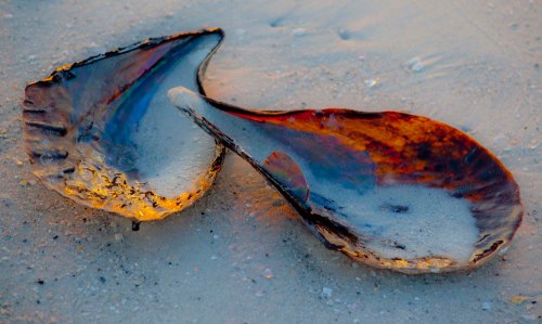 DSC_0861 cropped small