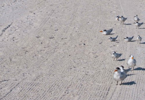 DSC_0135 cropped small