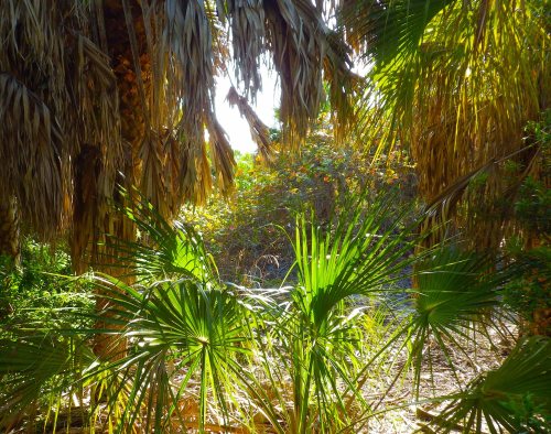 IMGP1511 cropped small