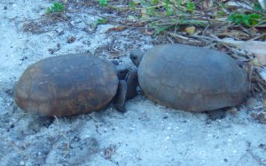 IMGP1602 cropped small