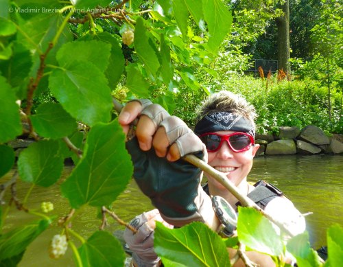 White mulberries! IMGP4388 cropped small