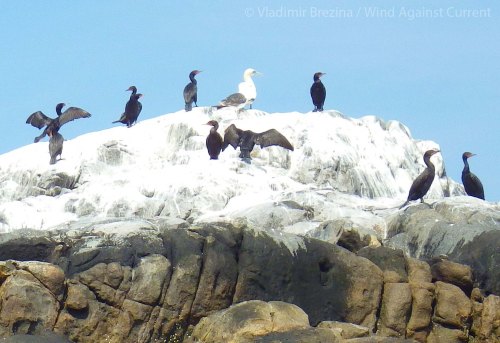 IMGP5386 cropped small