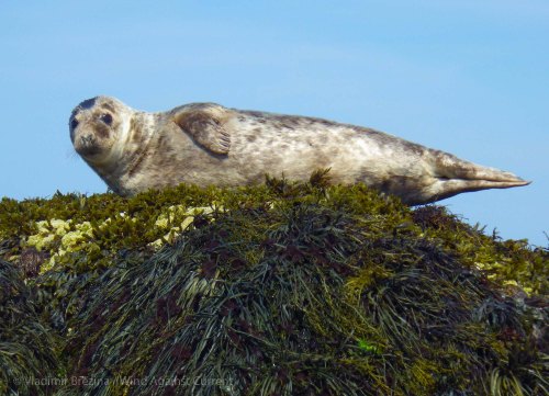 Dry Salvages, MA Dry Salvages