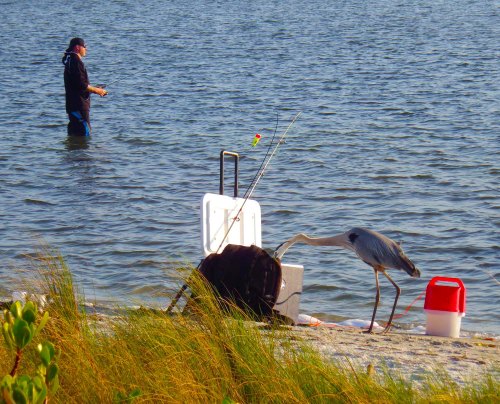 IMGP1814 cropped small