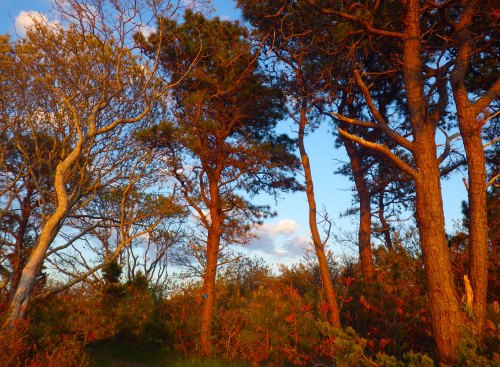 IMGP3577 cropped small