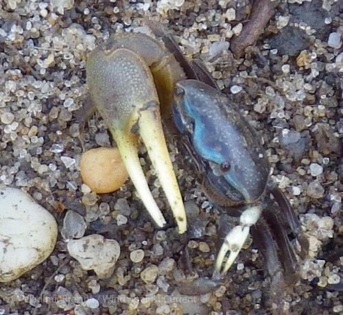Feisty fiddler crab