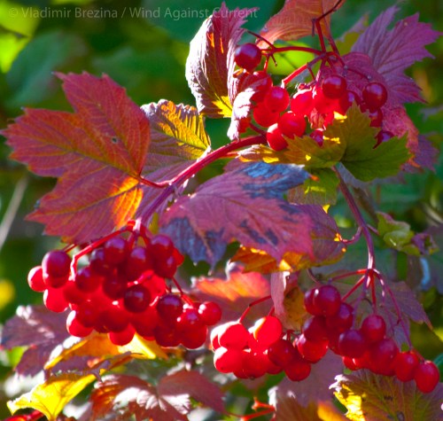 Bacchanal of fruits and colors Bacchanal of fruits and colors
