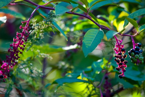 Suspicious purple Suspicious purple