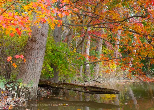 DSC_0303 cropped small