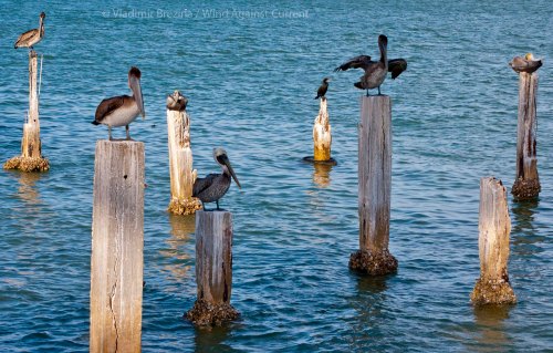 DSC_0431 cropped small